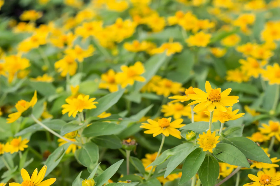 The Benefits of Arnica: Nature’s Remedy for Pain, Bruises, and Inflammation